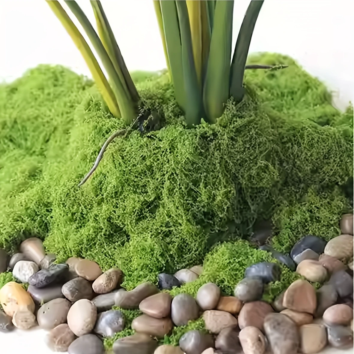 50g Fake Moss DIY Crafts Grass - Sphagnum Moss Dry 评论和价格