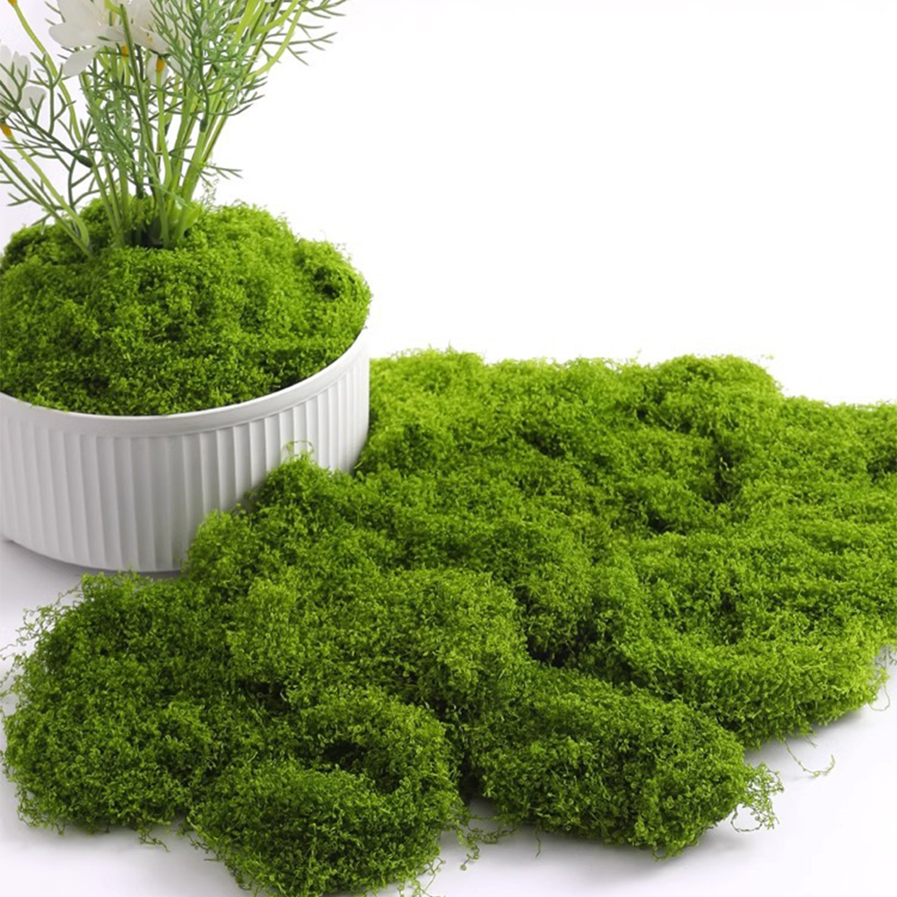 Eternal Life Moss DIY Crafts G - Sphagnum Moss Dry 评论和价格