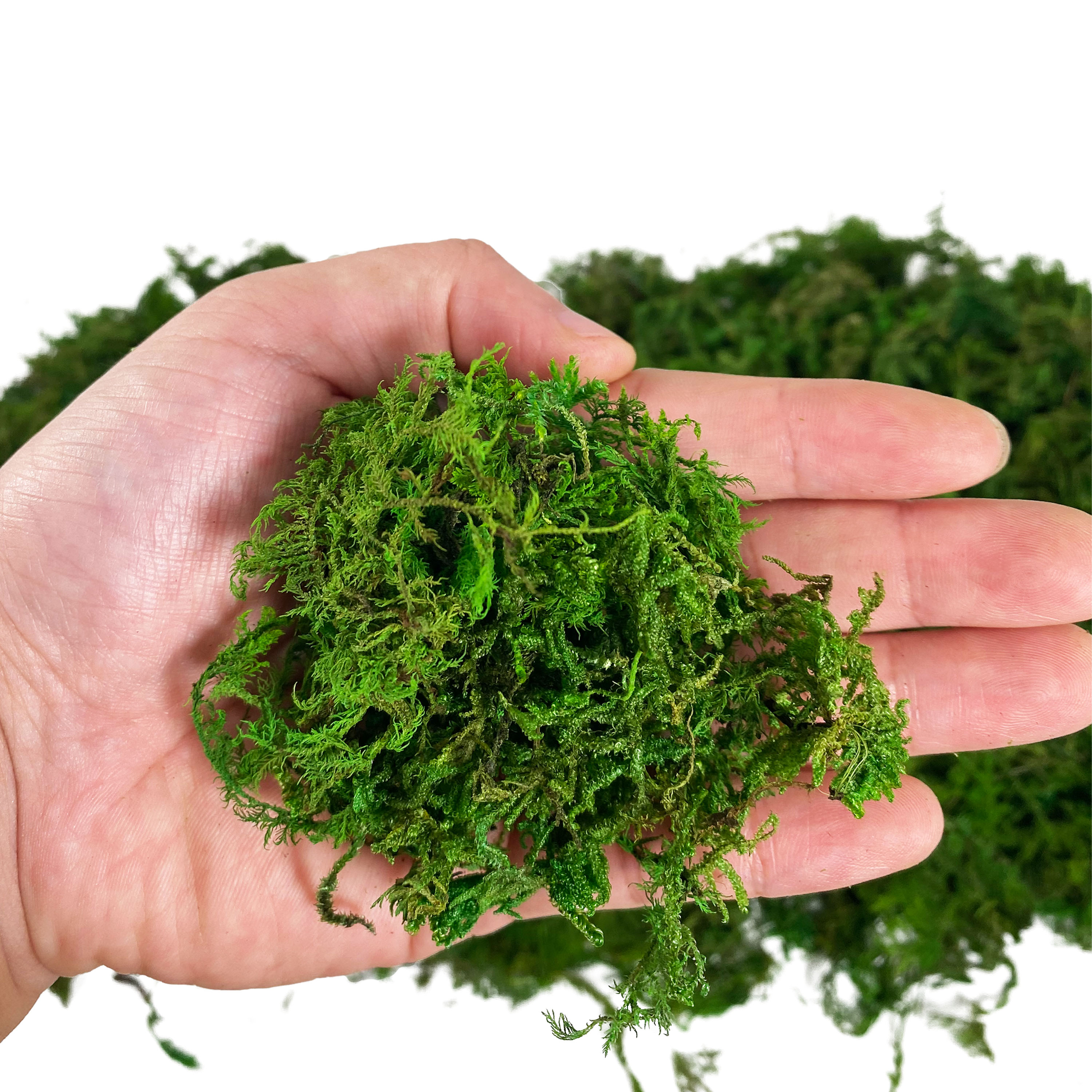 Artificial Fake Moss, Craft Mo - Sphagnum Moss Dry 评论和价格