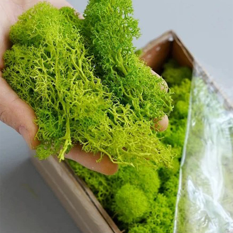 20/40/100g Eternal Life Moss D - Sphagnum Moss Dry 评论和价格