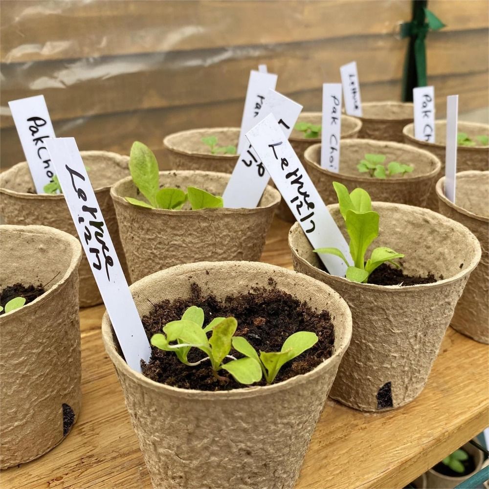 50PCS Biodegradable Plant Star - Peat Pellet Tray 评论和价格