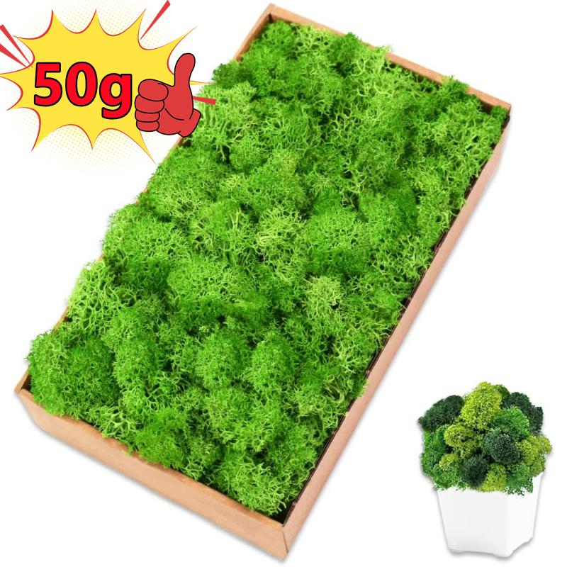 New 50/30/10g Artificial Green - Sphagnum Moss Dry 评论和价格