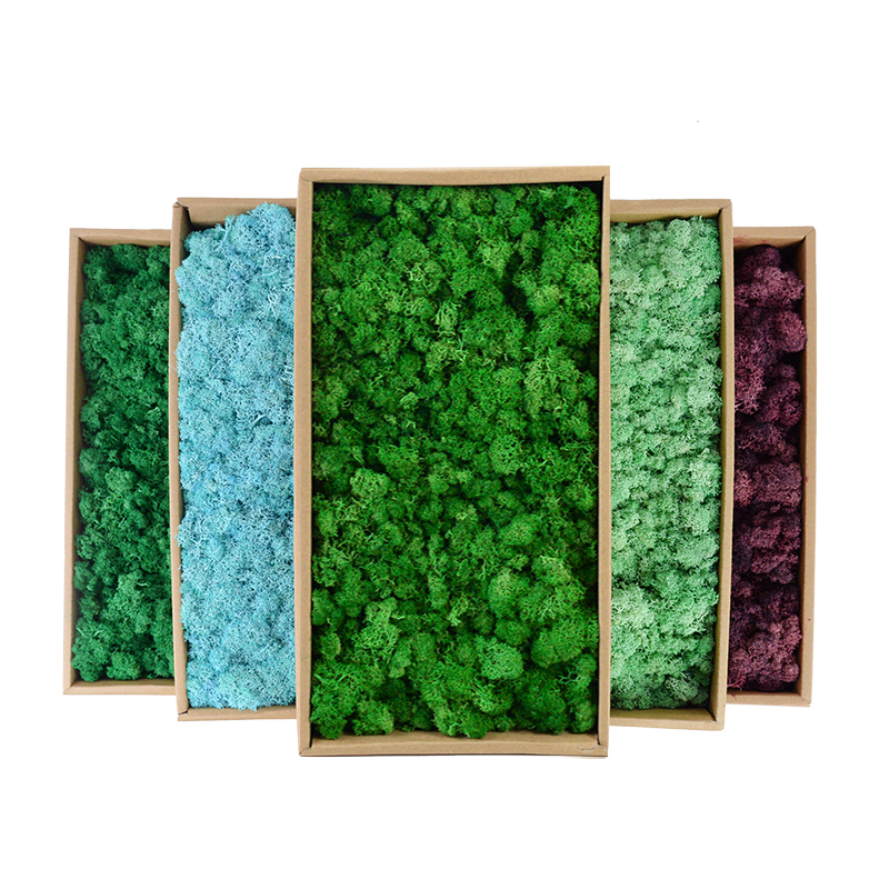 20/40/100g Artificial Green Pl - Sphagnum Moss Dry 评论和价格