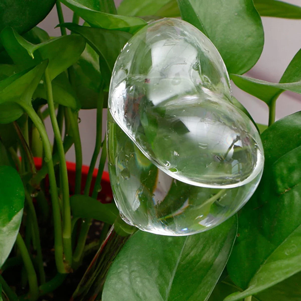 1pc Automatic Plant Watering B - Self Watering Insert 评论和价格