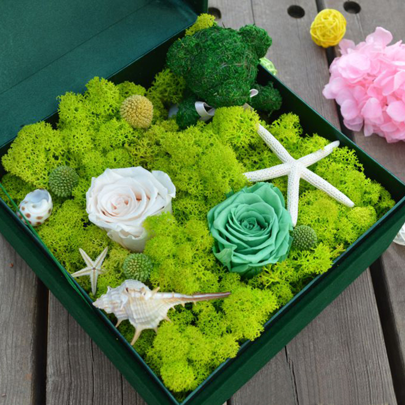20-40g Artificial Natural Plan - Sphagnum Moss Dry 评论和价格